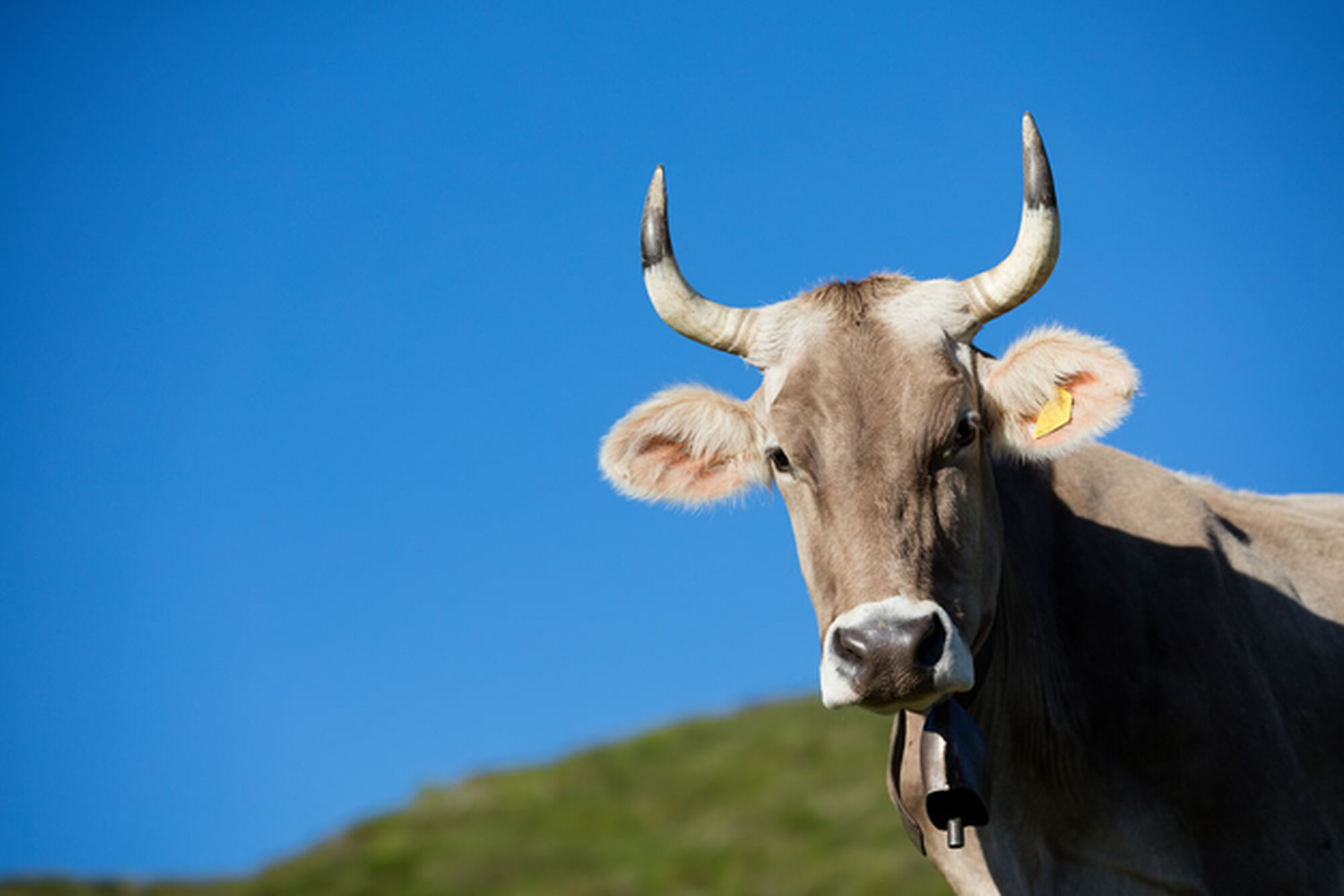 Disolabruna, il marchio registrato a garanzia di qualità e tutela della biodiversità