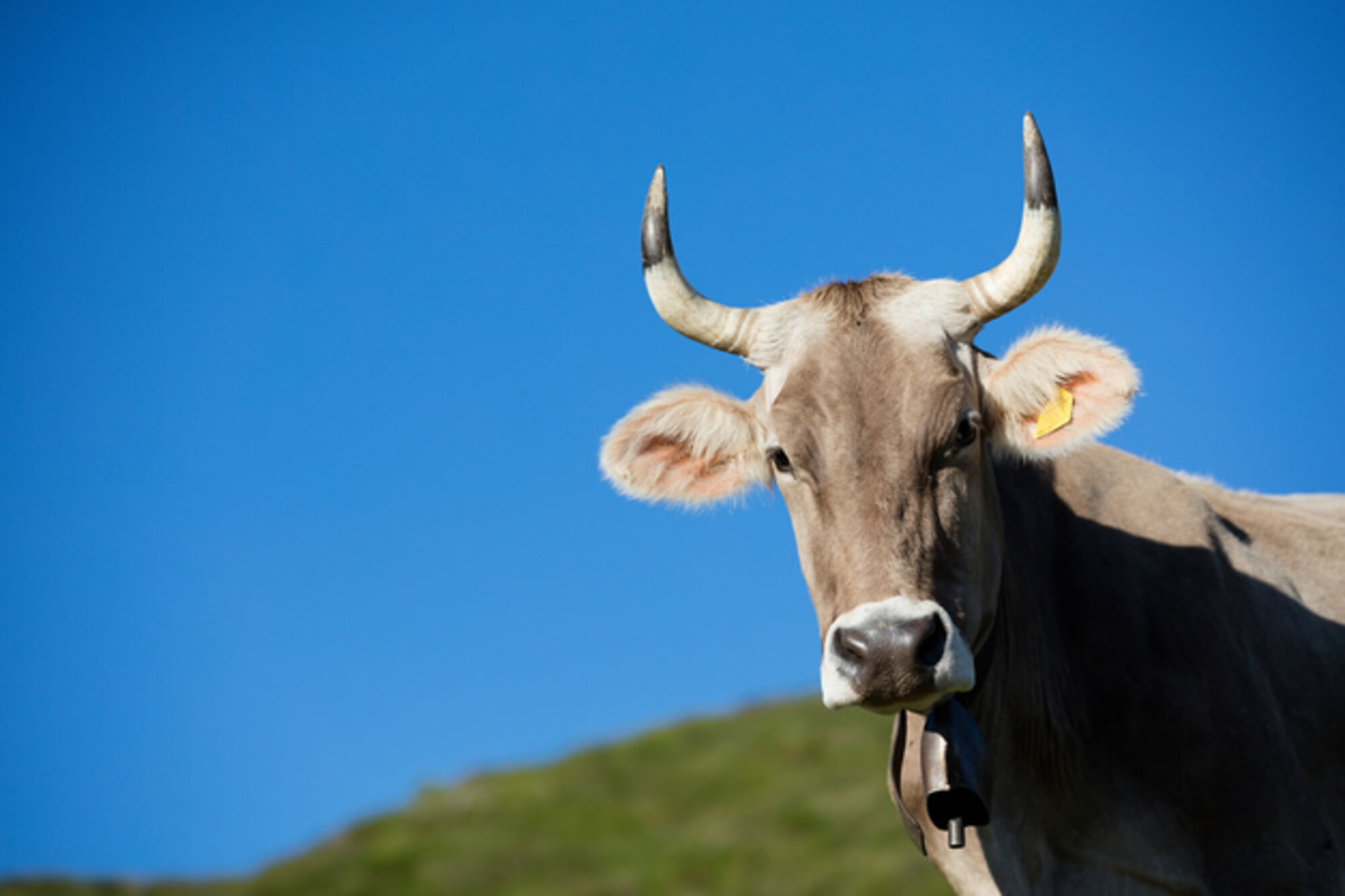 Disolabruna, il marchio registrato a garanzia di qualità e tutela della biodiversità