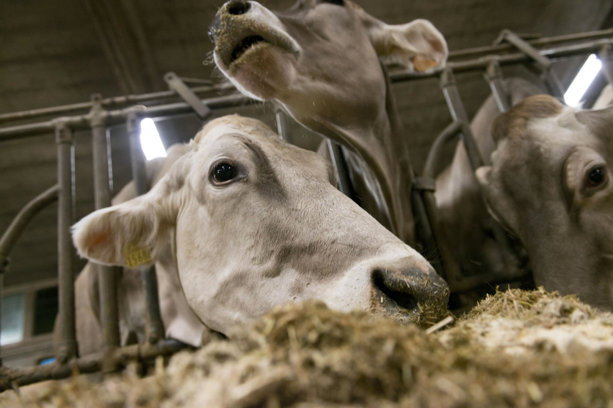 Mucche felici, latte più buono: la via valtellinese al benessere animale