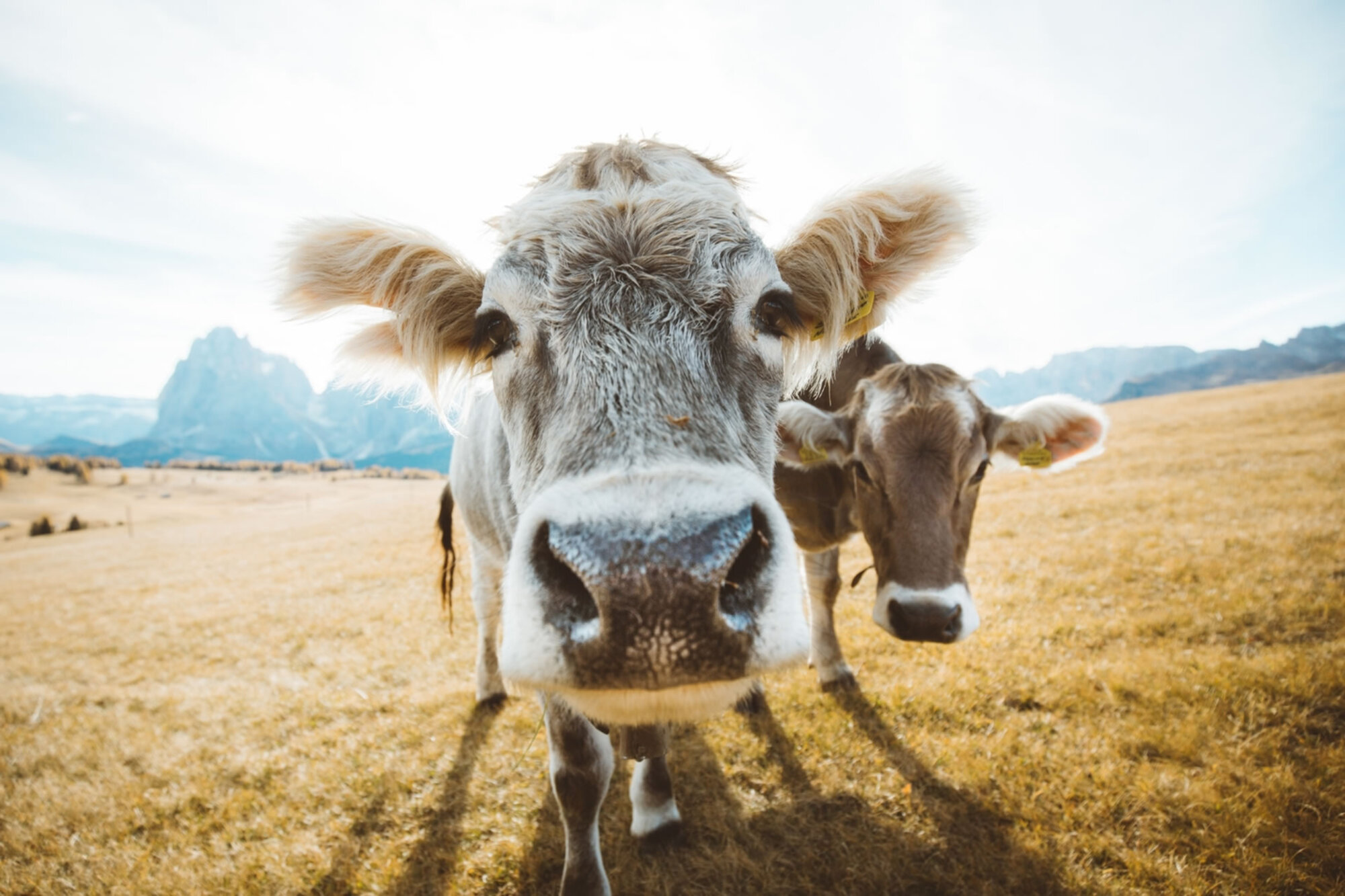 Progetto CHEESE, una Latteria sempre più verde